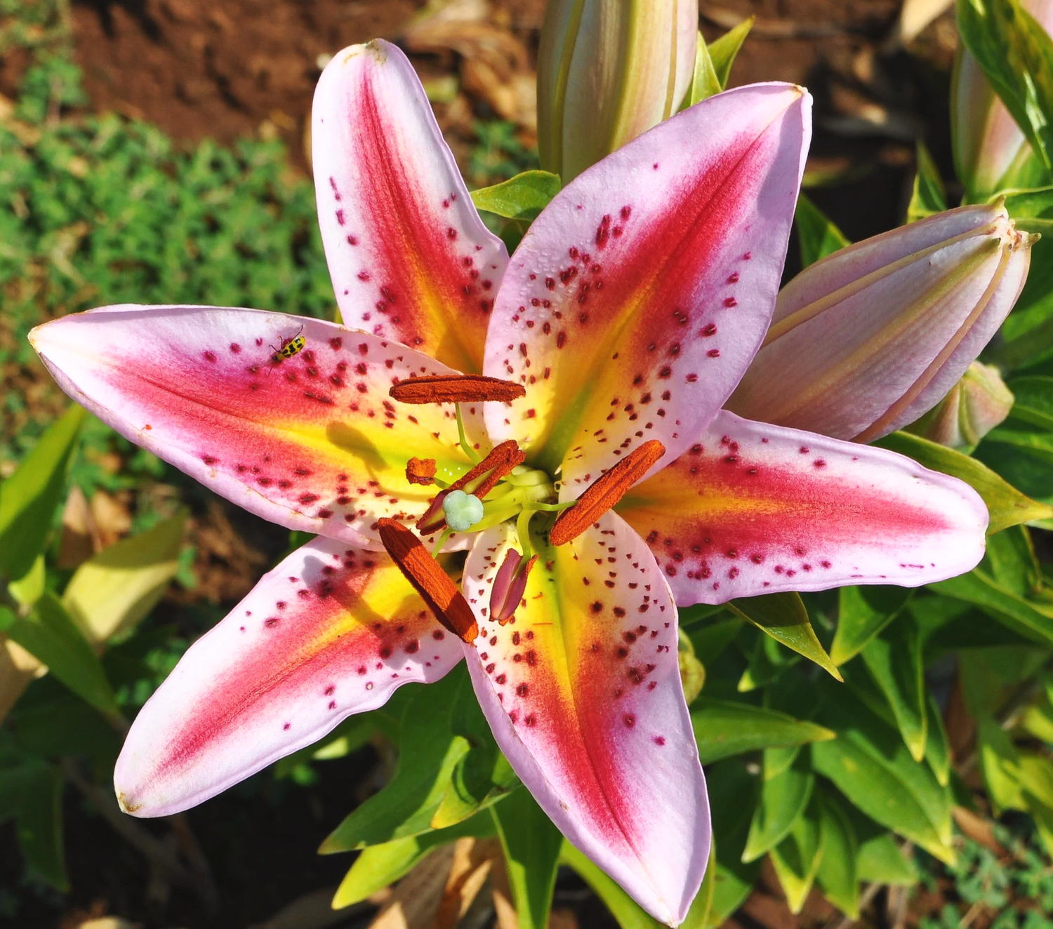 Mak-Leek Specials — The Lily Garden